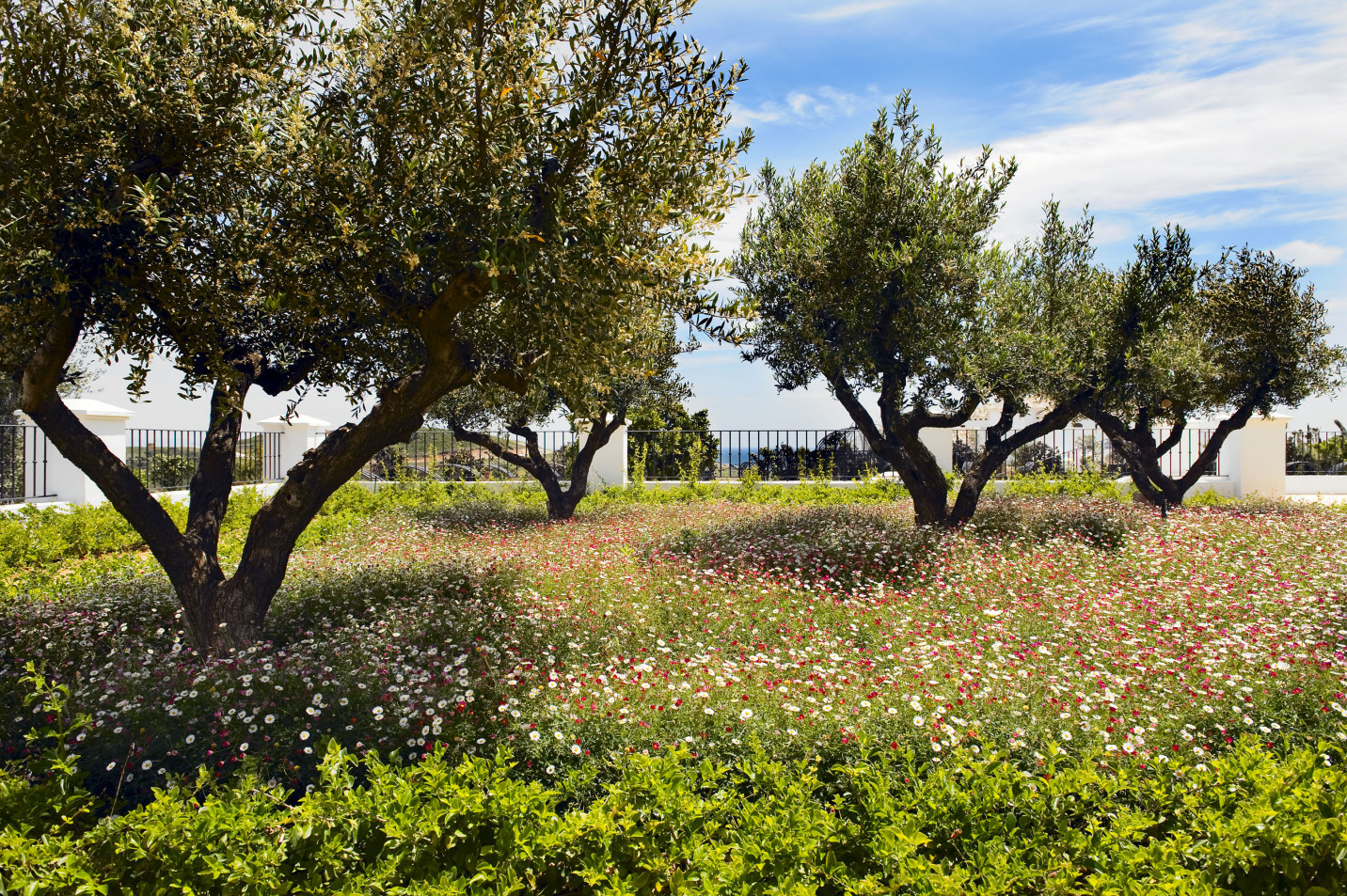 finca cortesin garden 1